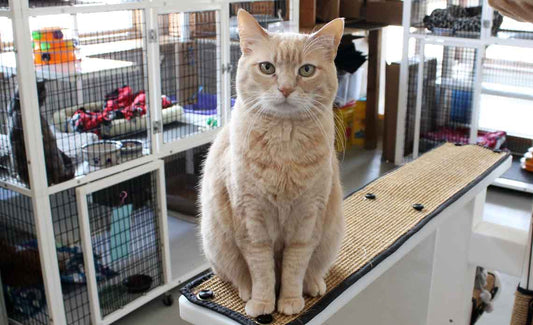 Donation program of Purrified Air Filters to Cat Rescues and Shelters