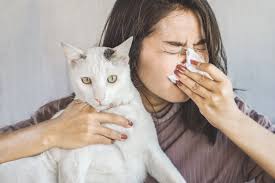 Do air purifiers help with pet hair?