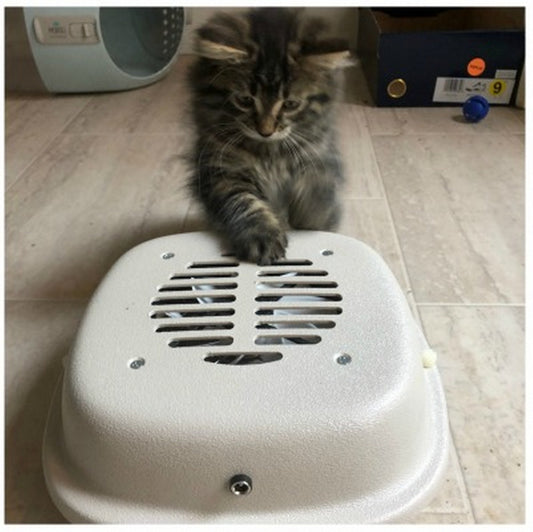 Must-Know Tips for First-Time Cat Owners