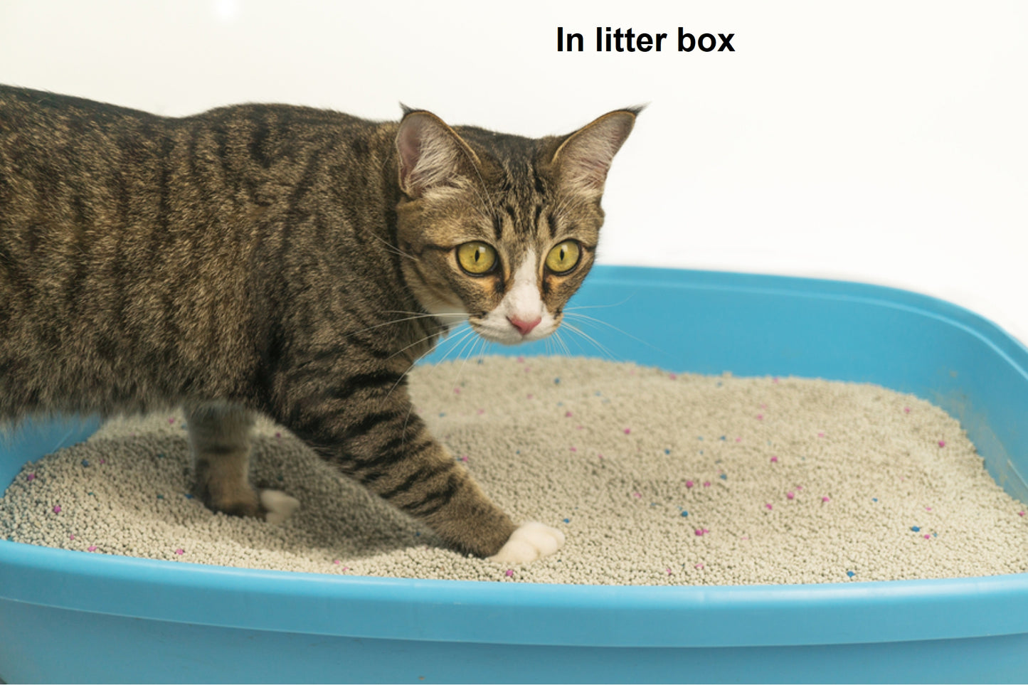 zeolite for cat litter