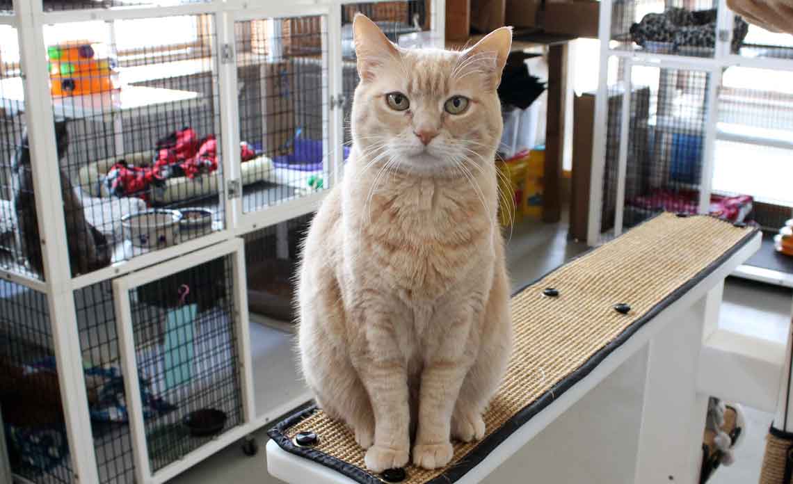 Donation program of Purrified Air Filters to Cat Rescues and Shelters
