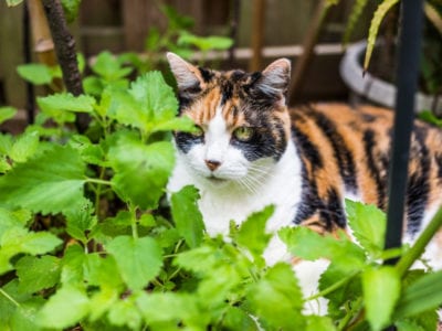 Catnip: more uses than you knew.