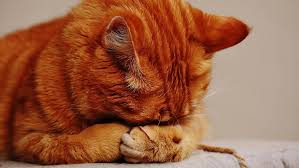 Are you and your cat allergic to scented litter?
