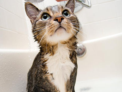 Do cats need baths?