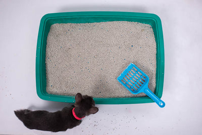 How to dispose of cat litter?