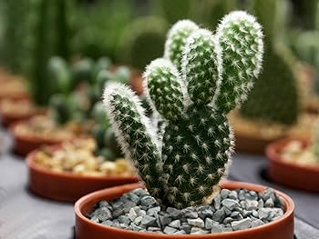 zeolite for decorative flower pots